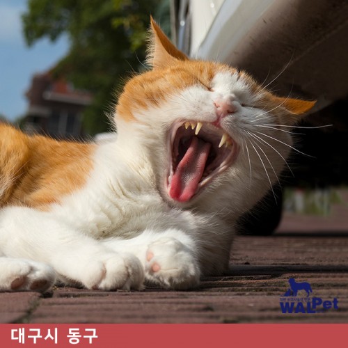 강아지 · 고양이 스케일링 [앨리스 동물병원 신서점]