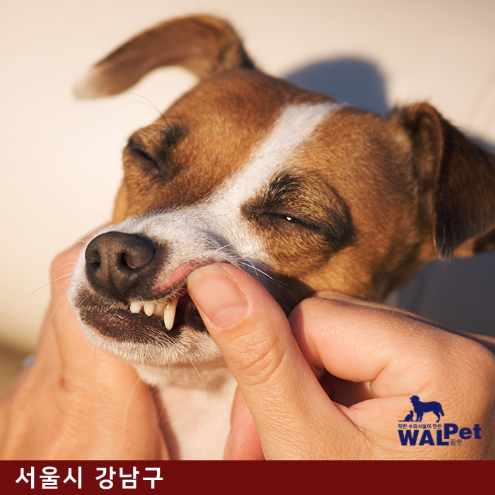 강아지 · 고양이 스케일링 [커비 동물병원]