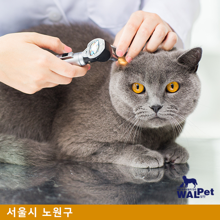 강아지 · 고양이 중성화 [우리들 동물종합병원]