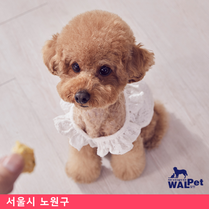 강아지 · 고양이 자궁축농증 [우리들 동물종합병원]