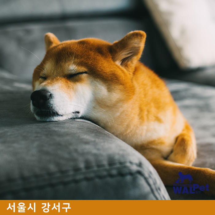 강아지 · 고양이 유선종양 제거 수술 [굿모닝 동물병원]