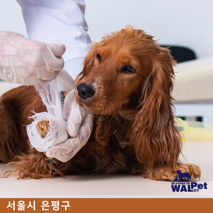 강아지 · 고양이 건강검진 [아이러브펫 동물병원 은평점]