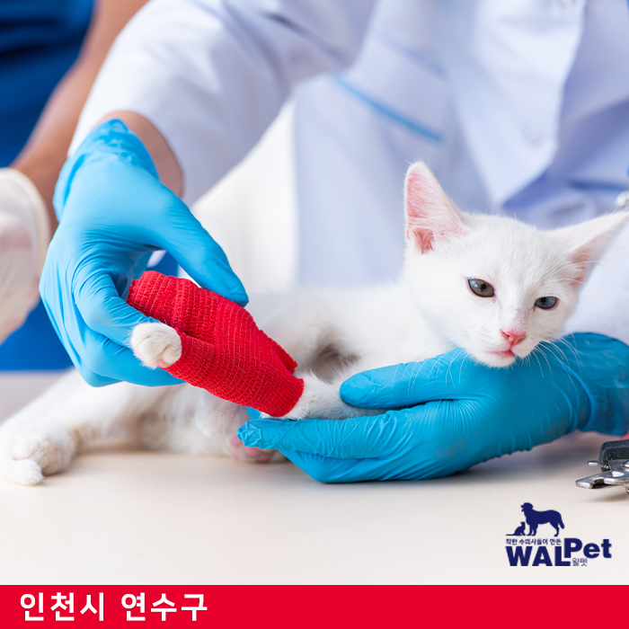 강아지 · 고양이 골절 수술 [포시즌 동물병원]