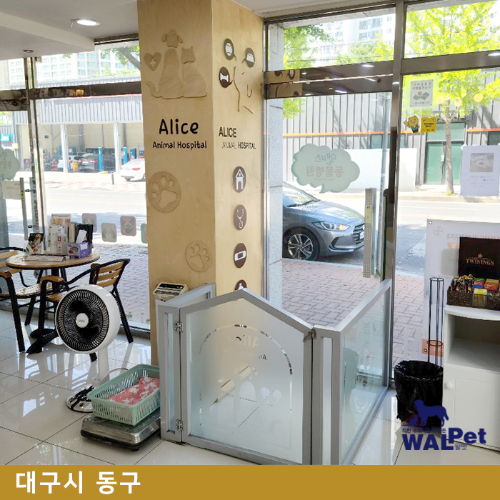 강아지 · 고양이 외이도염 치료 [앨리스 동물병원 신서점]