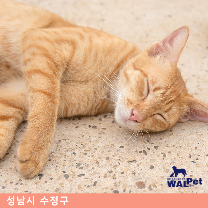 이개혈종 수술 [모아 동물병원]