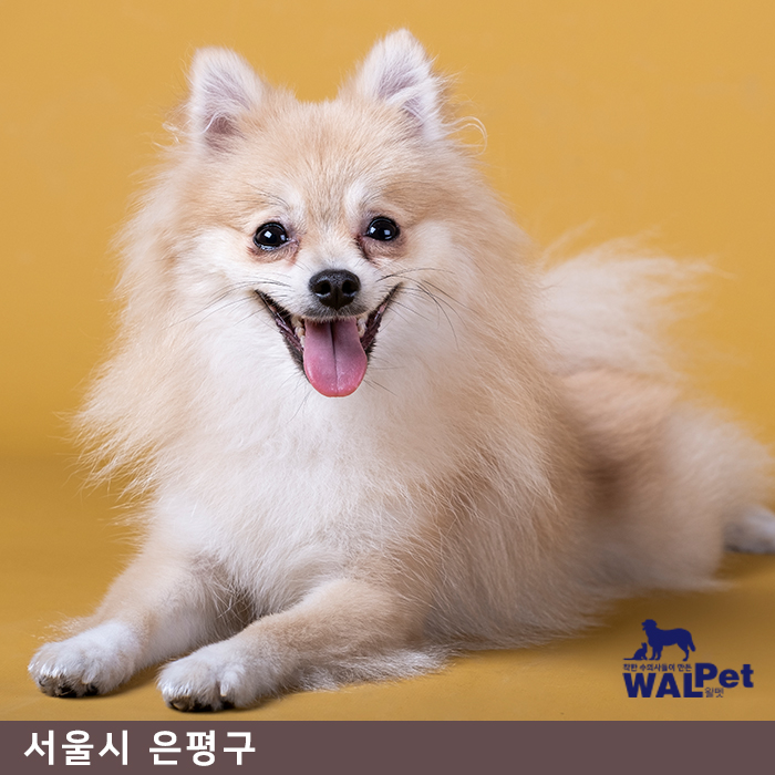 강아지·고양이 심장사상충 [다루동물병원]