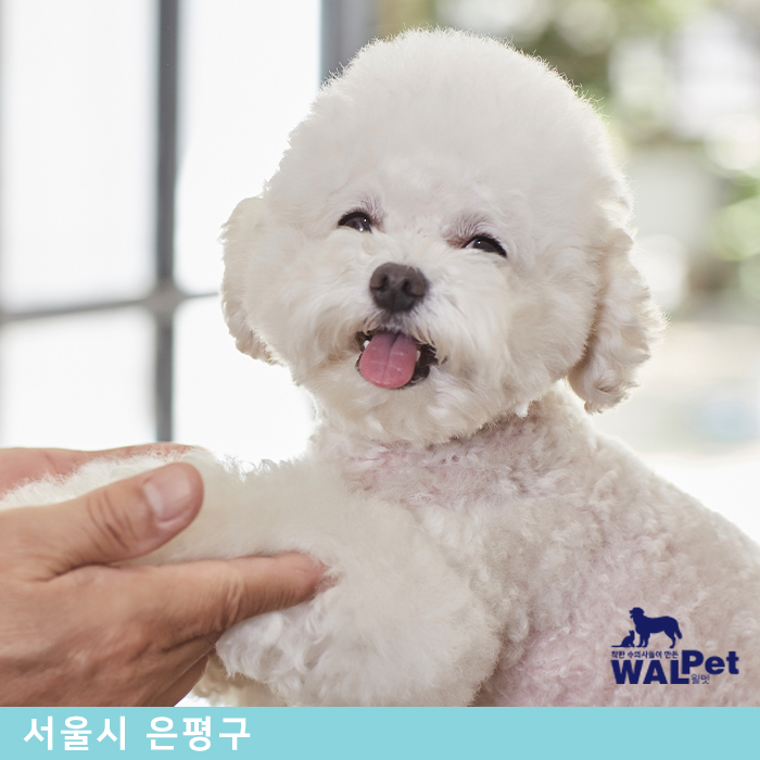 강아지·고양이 유선종양 제거수술 [다루동물병원]