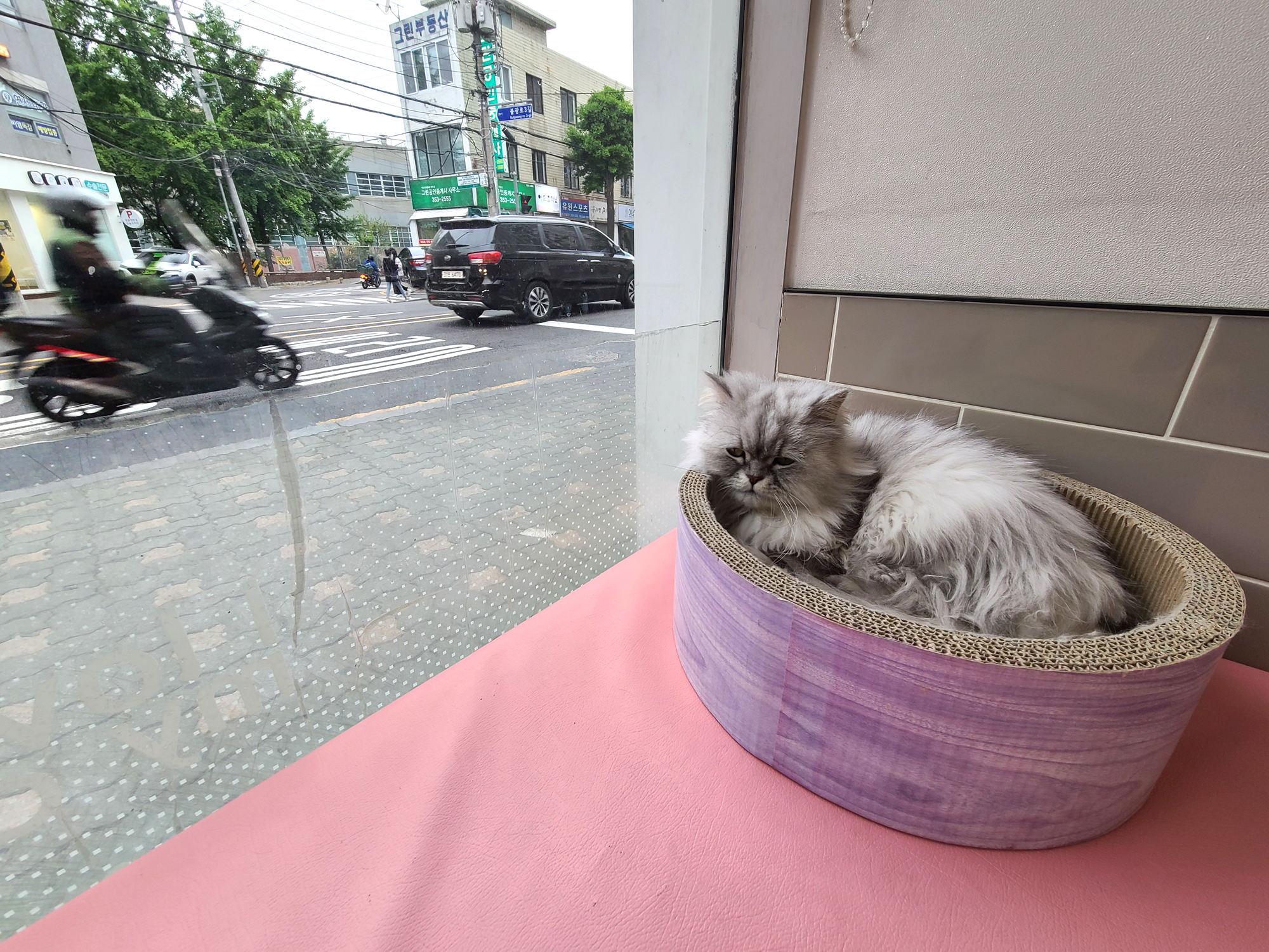 강아지·고양이 자궁축농증 [다루동물병원]