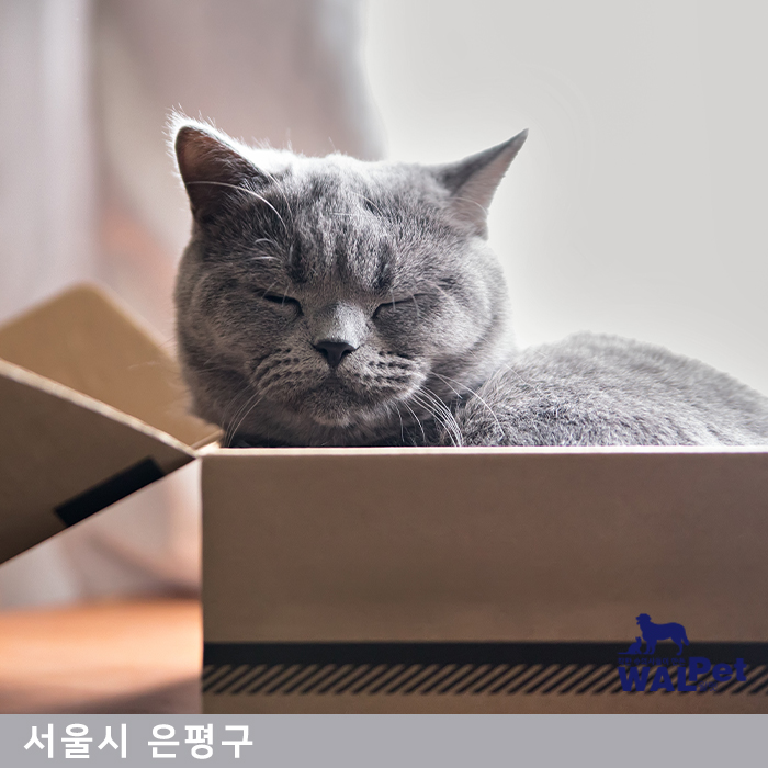 강아지 · 고양이 탈장수술 [다루동물병원]