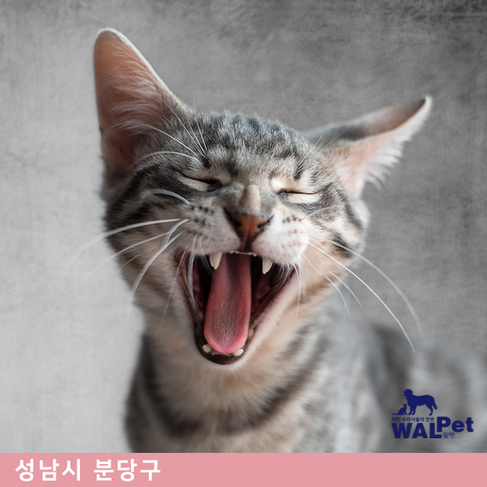 강아지 · 고양이 스케일링 [아름동물병원]