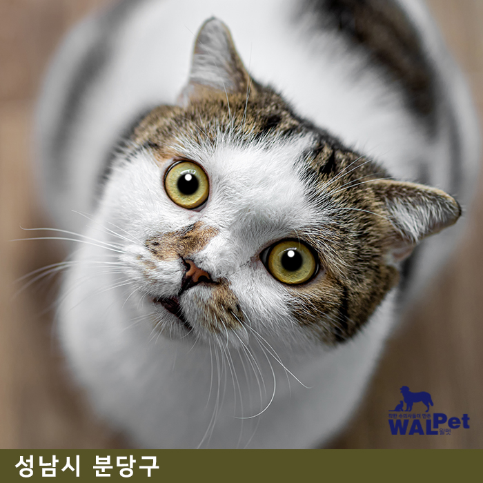 길고양이 · 유기견 지원 [돌봄동물병원]